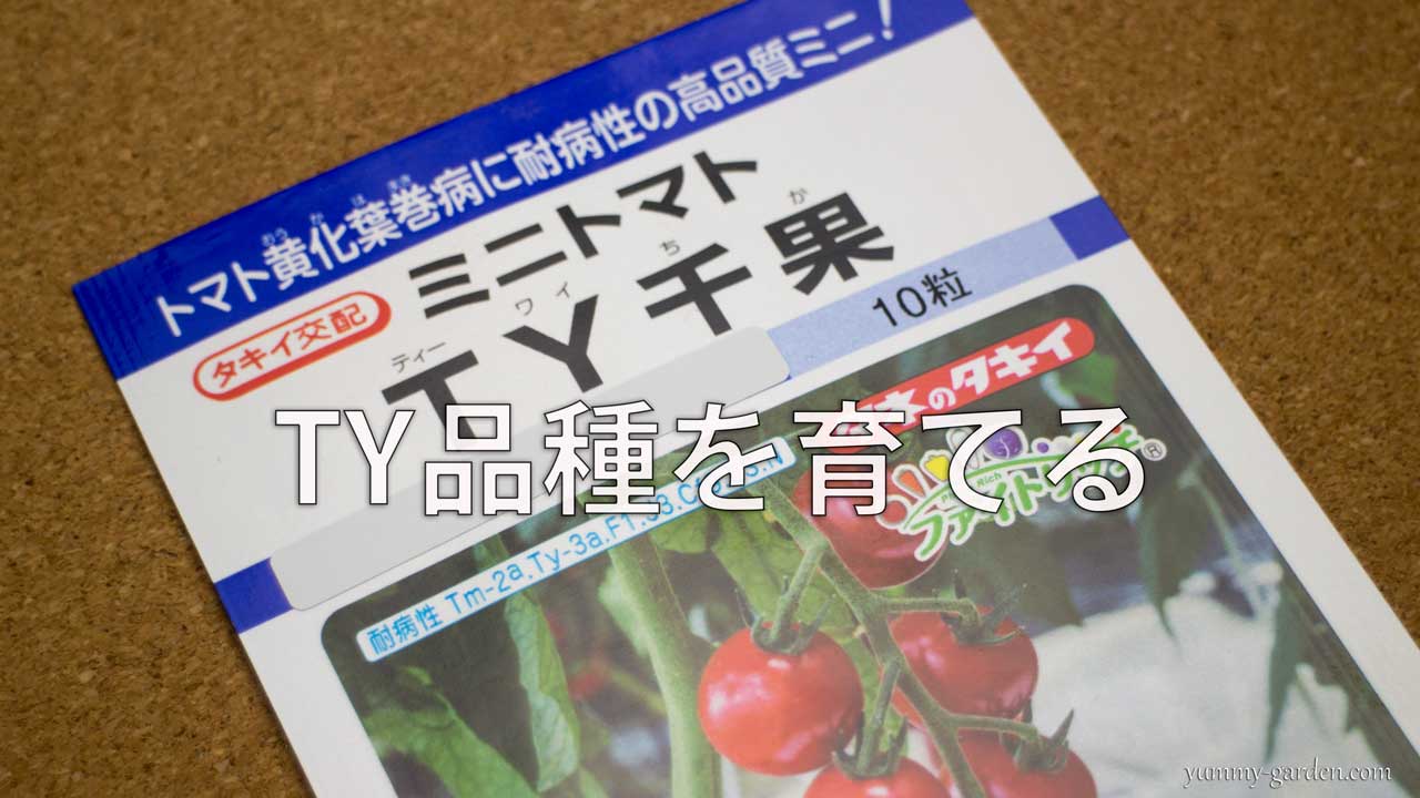 TY千果の種を蒔く - タキイのミニトマト